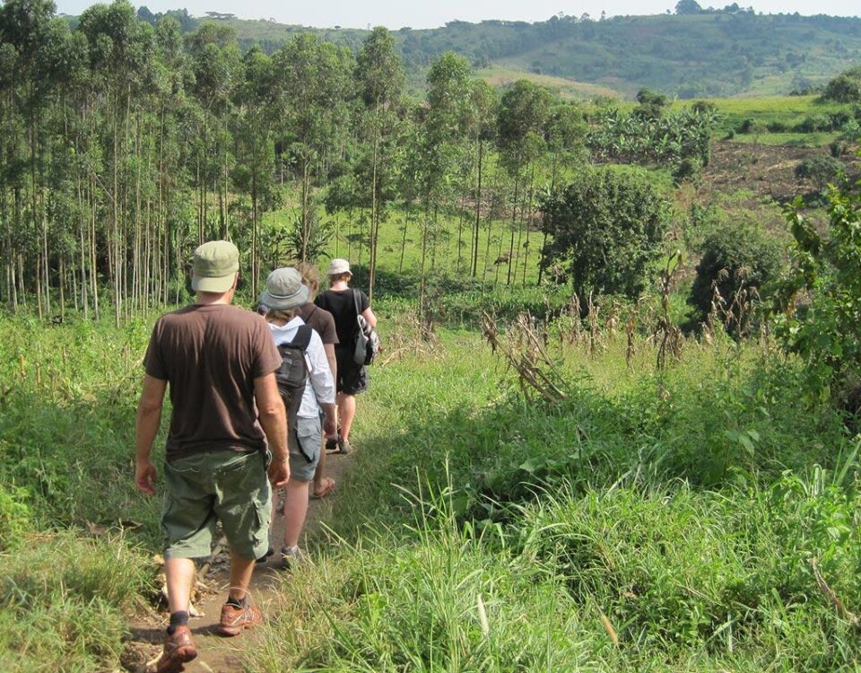 Are There Walking Safaris in Queen Elizabeth National Park?