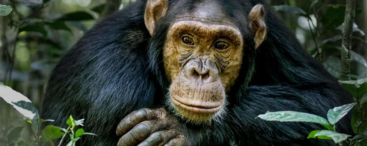 Are there chances of not finding chimpanzees during tracking