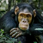 Are there chances of not finding chimpanzees during tracking