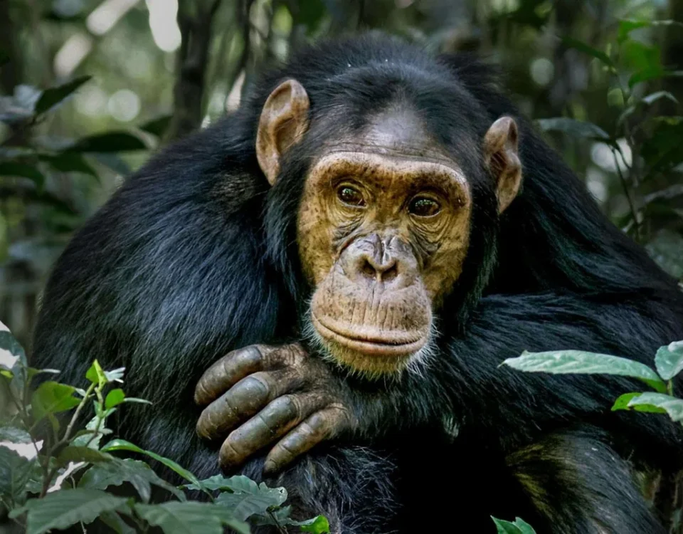 Are there chances of not finding chimpanzees during tracking