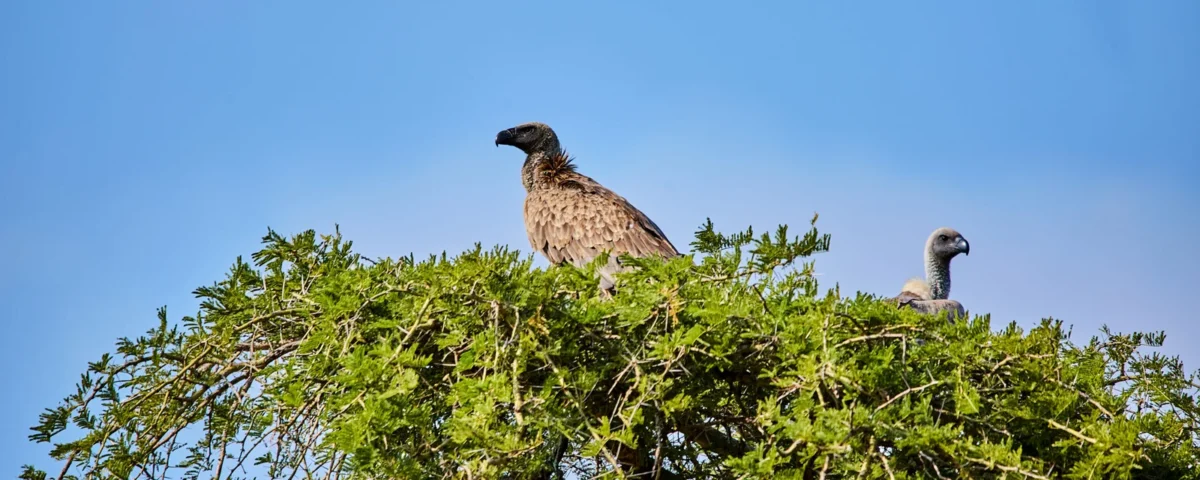 Can Birders Travel Solo on Uganda Birding Safaris?
