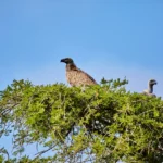 Can Birders Travel Solo on Uganda Birding Safaris?