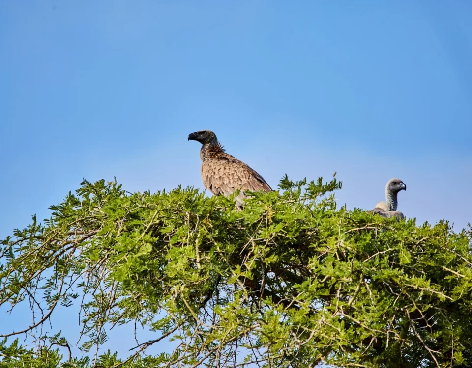 Can Birders Travel Solo on Uganda Birding Safaris?
