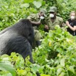Can Birding Safaris Be Combined with Gorilla Trekking