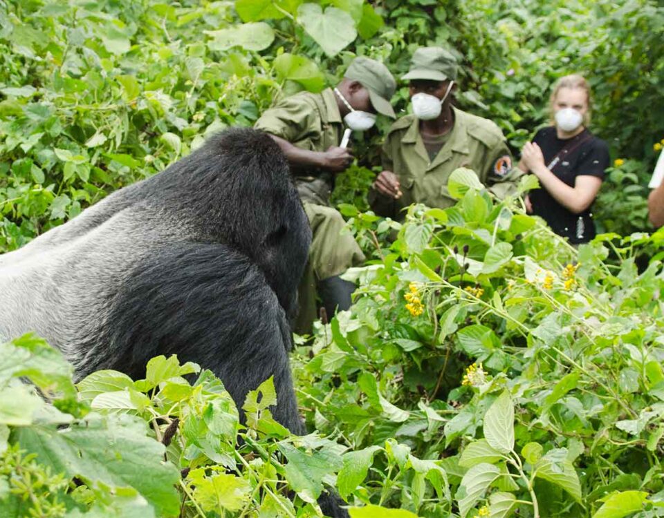 Can Birding Safaris Be Combined with Gorilla Trekking
