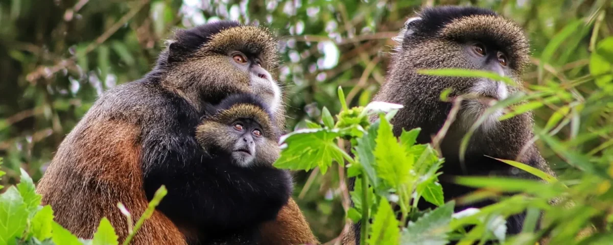 Can Children Participate in Golden Monkey Tracking Safaris?