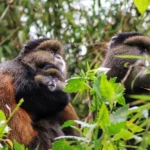 Can Children Participate in Golden Monkey Tracking Safaris?