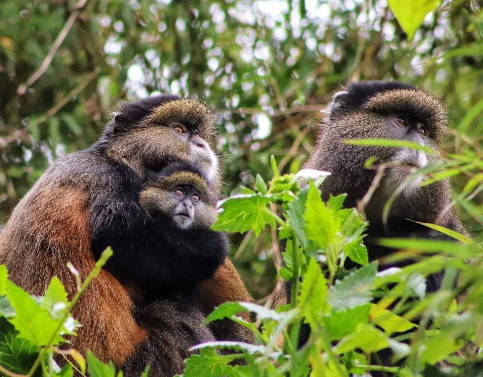 Can Children Participate in Golden Monkey Tracking Safaris?