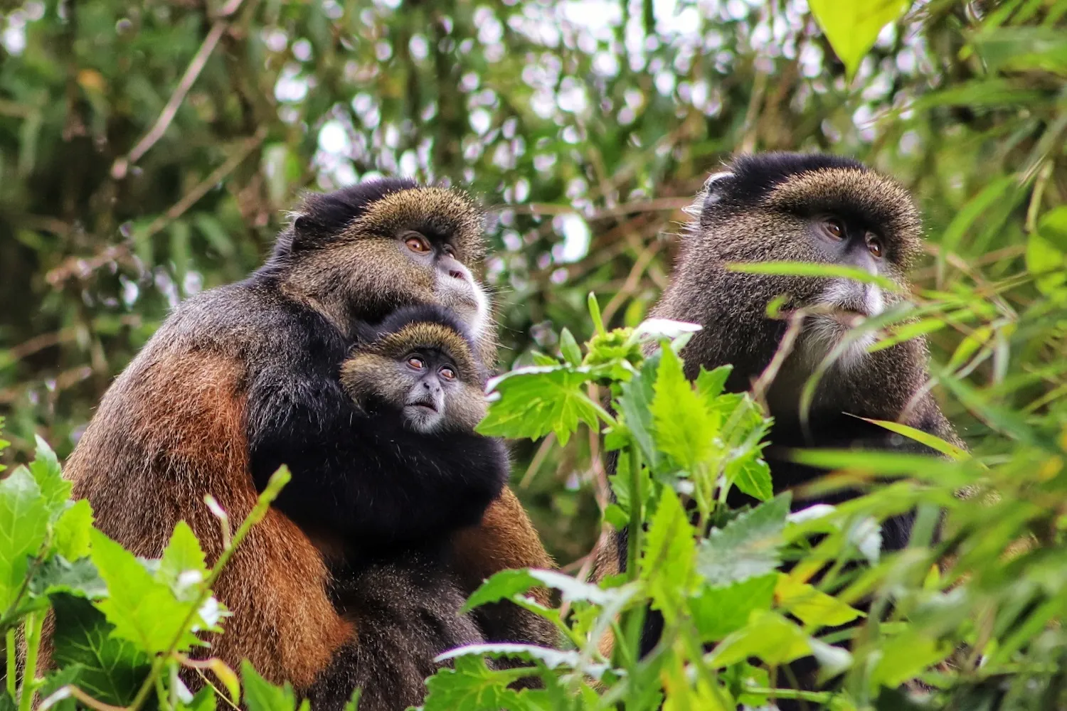 Can Children Participate in Golden Monkey Tracking Safaris?
