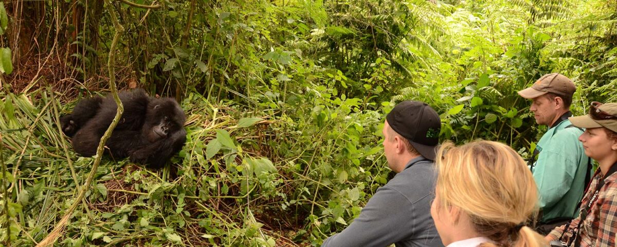 Can Children Participate in Gorilla Trekking Safaris in Rwanda?