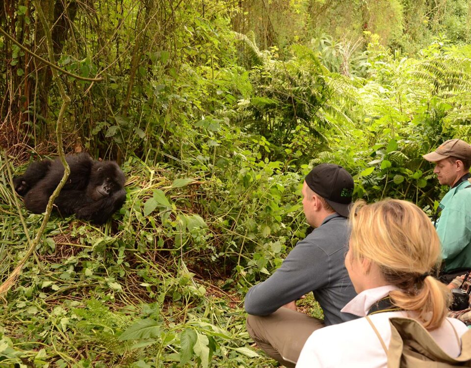 Can Children Participate in Gorilla Trekking Safaris in Rwanda?