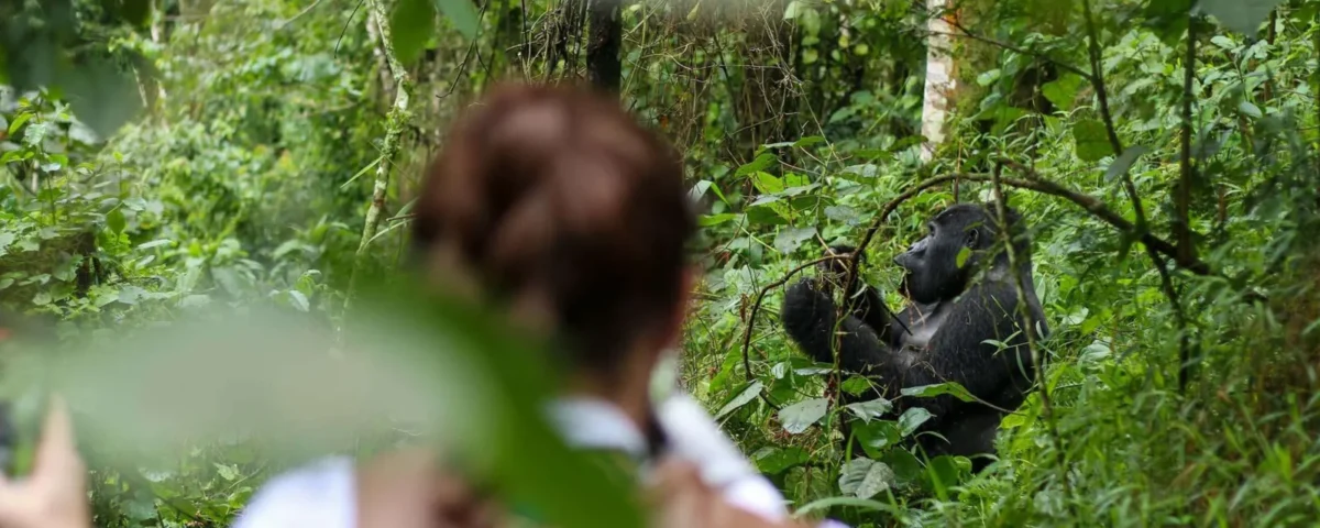 Can Children Under 15 Participate in Gorilla Trekking in Rwanda?