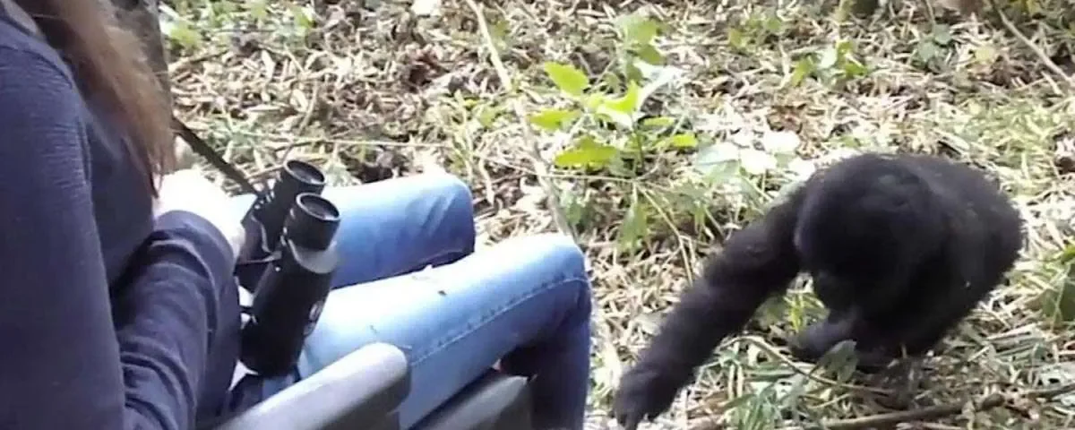 Can Disabled Travelers Participate in Chimpanzee Tracking?