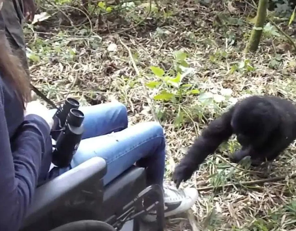 Can Disabled Travelers Participate in Chimpanzee Tracking?