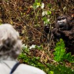Can Families Combine Rwanda Gorilla Trekking Safaris with Uganda Gorilla Trekking?