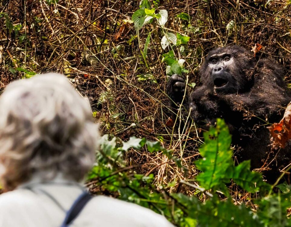 Can Families Combine Rwanda Gorilla Trekking Safaris with Uganda Gorilla Trekking?