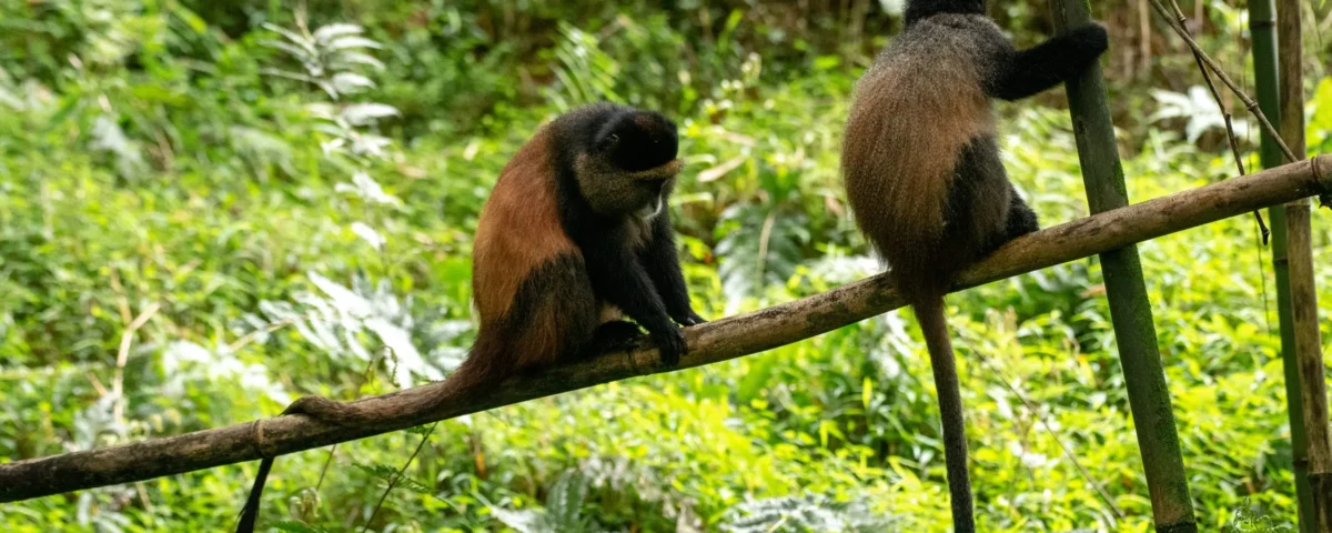 Can Golden Monkey Tracking Be Combined With Gorilla Trekking?