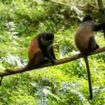 Can Golden Monkey Tracking Be Combined With Gorilla Trekking?