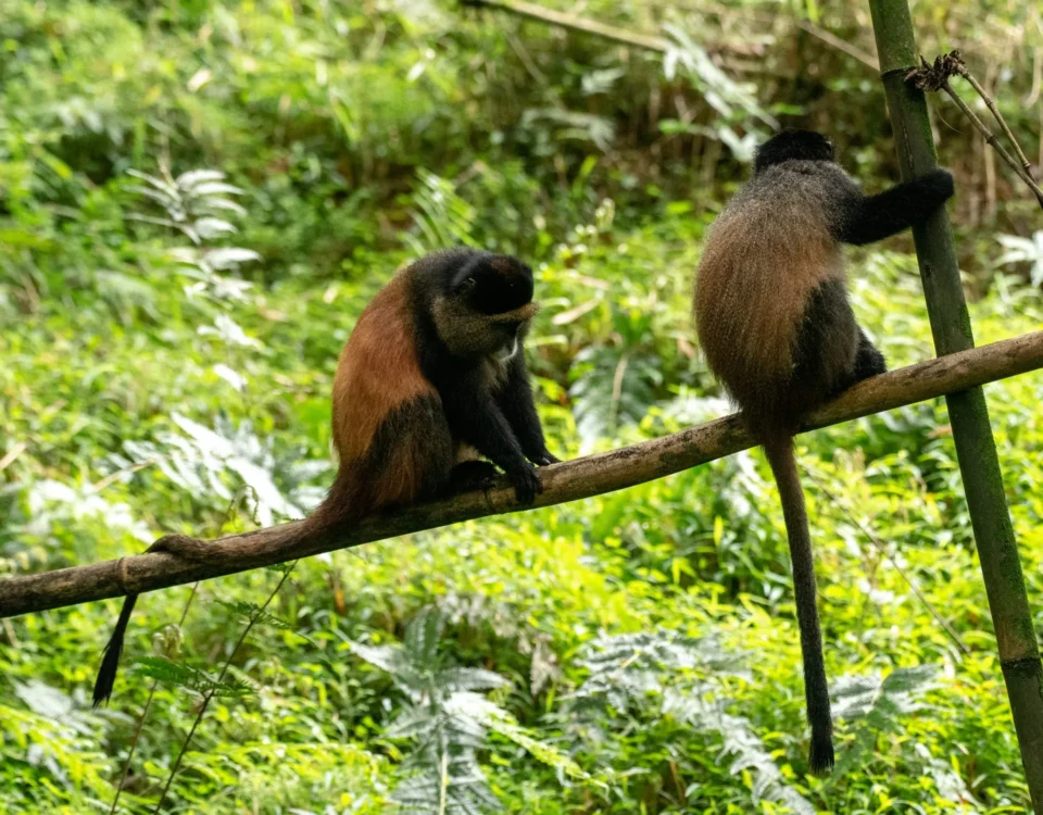 Can Golden Monkey Tracking Be Combined With Gorilla Trekking?