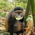 Can Golden Monkey Tracking Be Combined With Gorilla Trekking or Other Safaris?