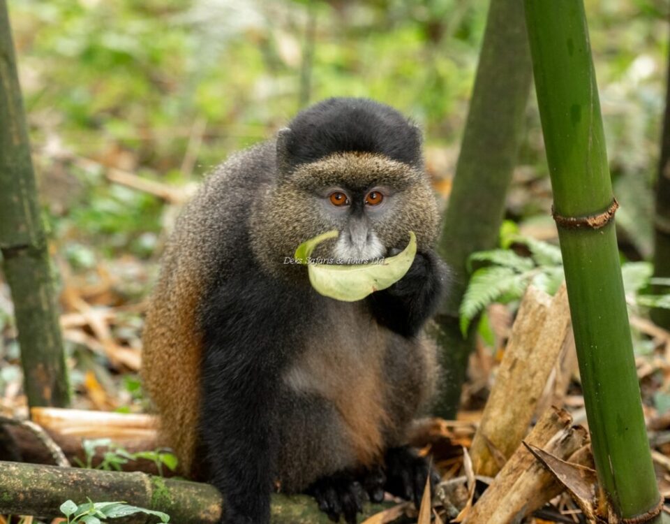 Can Golden Monkey Tracking Be Combined With Gorilla Trekking or Other Safaris?