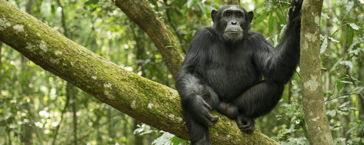 Can I Book Chimpanzee Tracking Permits Through a Tour Operator?