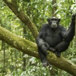 Can I Book Chimpanzee Tracking Permits Through a Tour Operator?