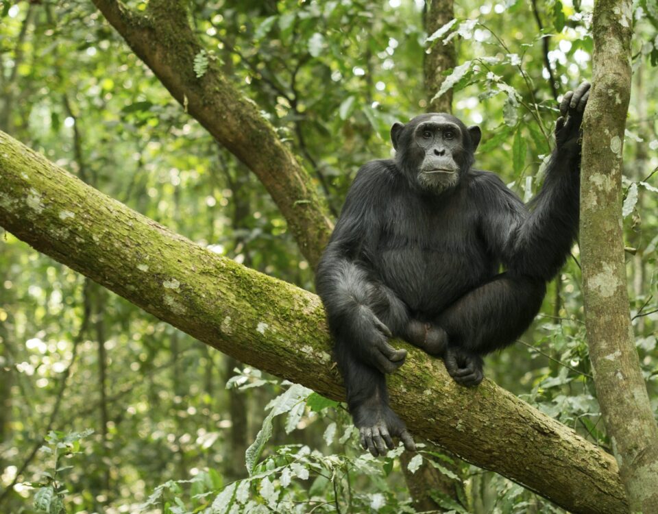 Can I Book Chimpanzee Tracking Permits Through a Tour Operator?