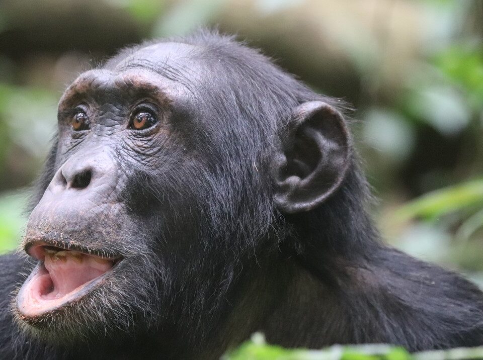 Can I Combine Birding Safaris with Chimpanzee Tracking?