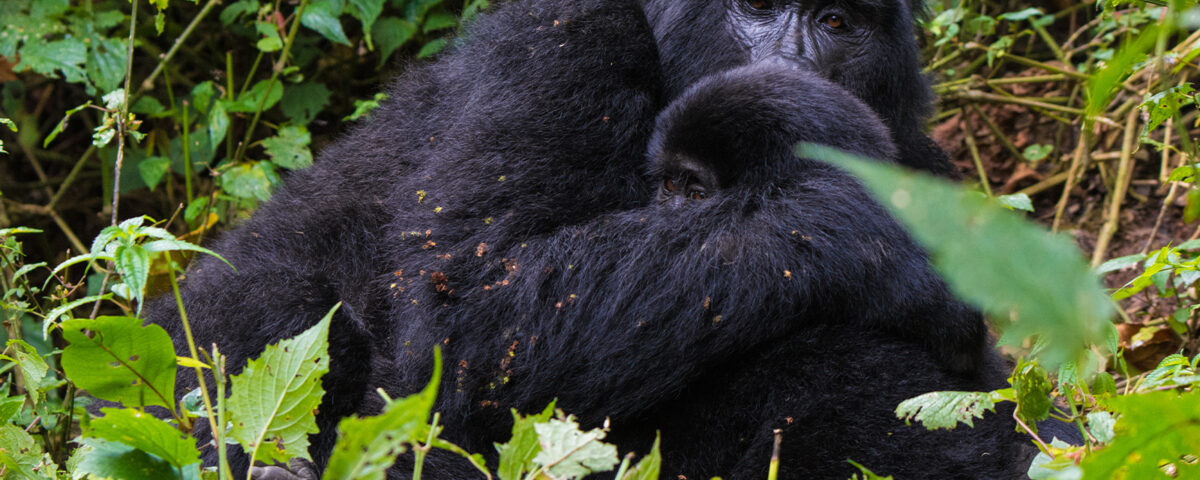 Can I Combine Chimpanzee Tracking with Gorilla Trekking in Uganda?