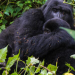 Can I Combine Chimpanzee Tracking with Gorilla Trekking in Uganda?