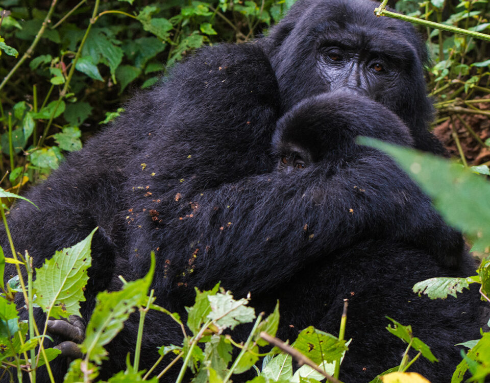 Can I Combine Chimpanzee Tracking with Gorilla Trekking in Uganda?