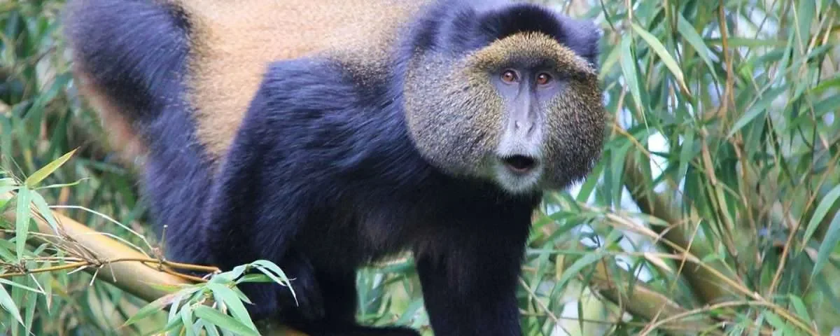 Can I Combine Golden Monkey Tracking with Gorilla or Chimpanzee Safaris?
