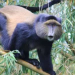 Can I Combine Golden Monkey Tracking with Gorilla or Chimpanzee Safaris?