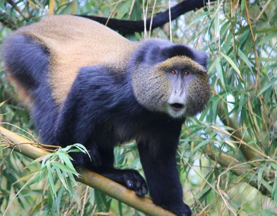 Can I Combine Golden Monkey Tracking with Gorilla or Chimpanzee Safaris?