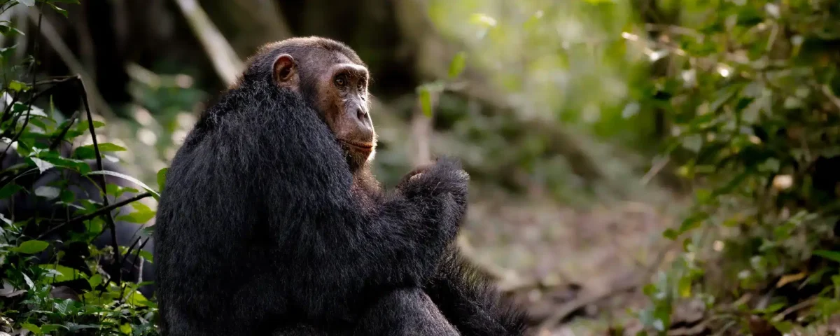 Can I Combine Gorilla Trekking with Chimpanzee Tracking Safaris?