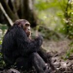 Can I Combine Gorilla Trekking with Chimpanzee Tracking Safaris?