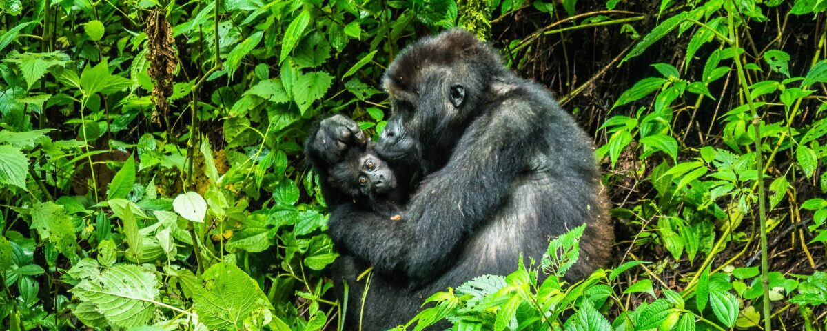 Can I Combine Gorilla Trekking with Uganda Wildlife Safaris?