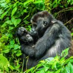 Can I Combine Gorilla Trekking with Uganda Wildlife Safaris?