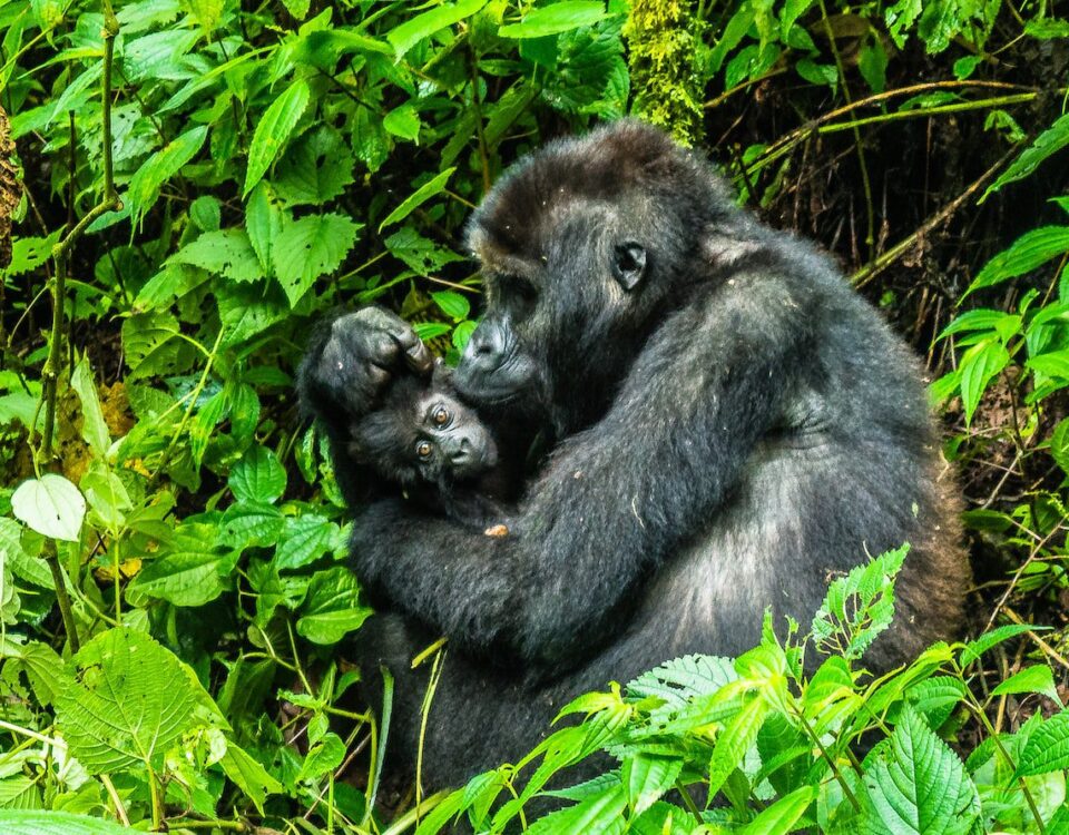 Can I Combine Gorilla Trekking with Uganda Wildlife Safaris?