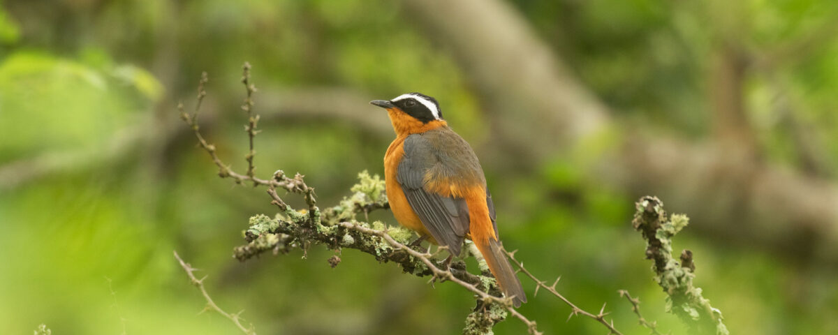 Can I Combine Uganda Birding Safaris with Tanzania Safaris?