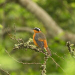 Can I Combine Uganda Birding Safaris with Tanzania Safaris?