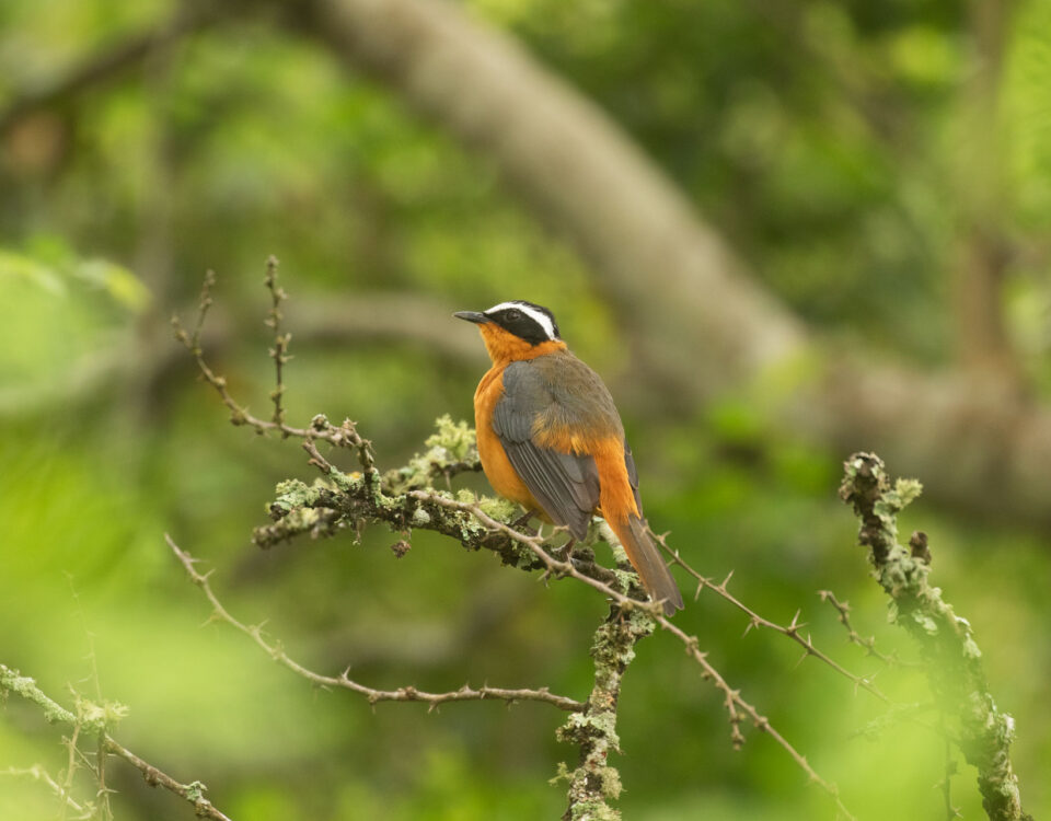 Can I Combine Uganda Birding Safaris with Tanzania Safaris?