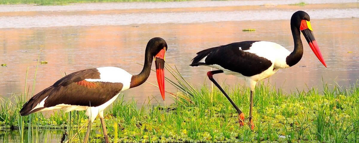 Can I Combine Wildlife Safaris with Birding Safaris in Uganda?