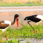 Can I Combine Wildlife Safaris with Birding Safaris in Uganda?