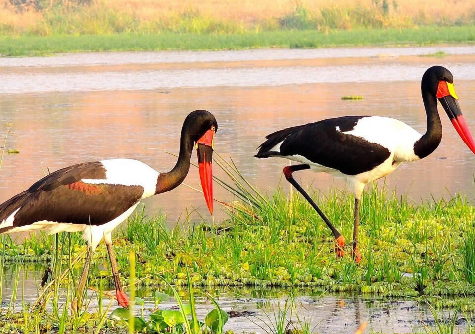 Can I Combine Wildlife Safaris with Birding Safaris in Uganda?