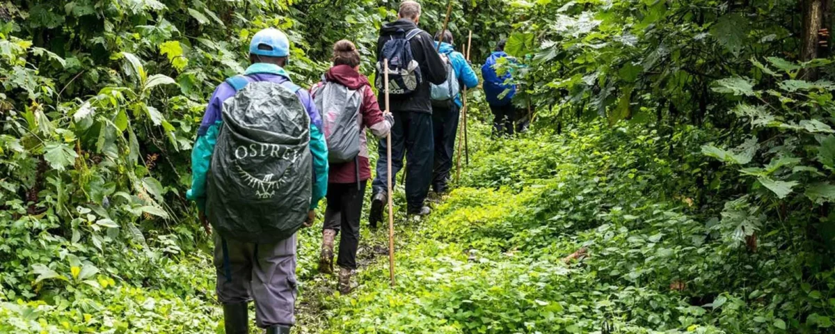 Can I Combine a Walking Safari with Gorilla Trekking?