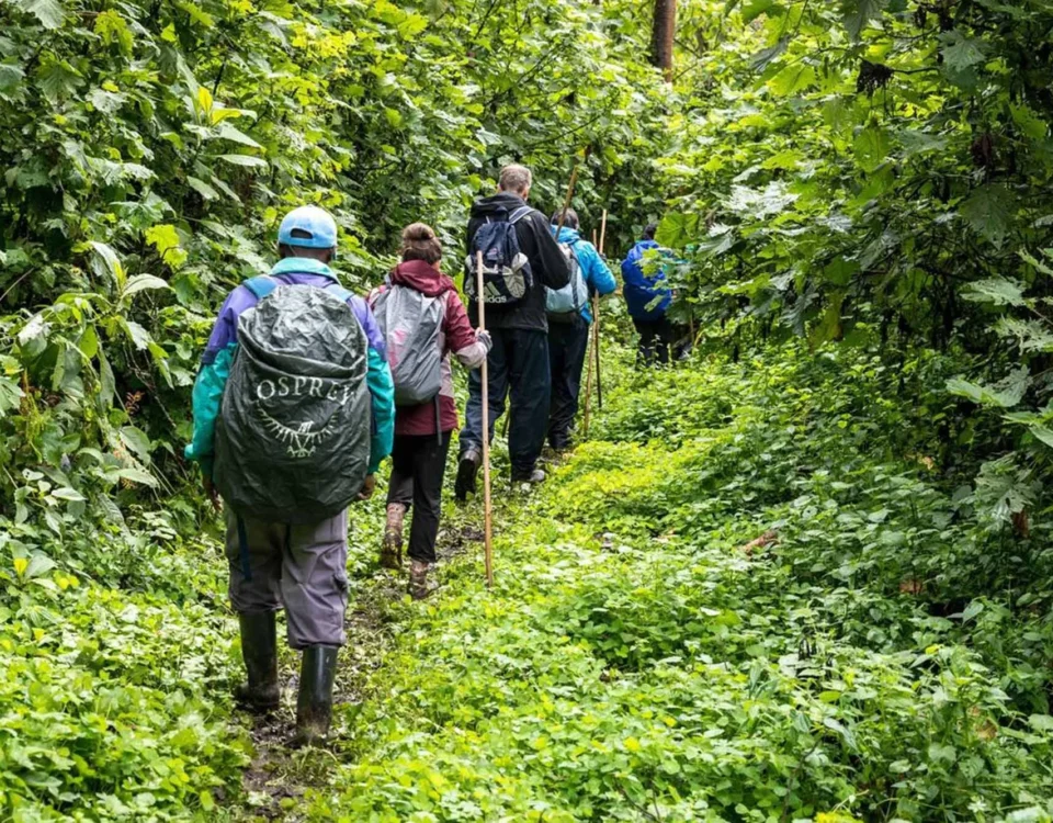 Can I Combine a Walking Safari with Gorilla Trekking?