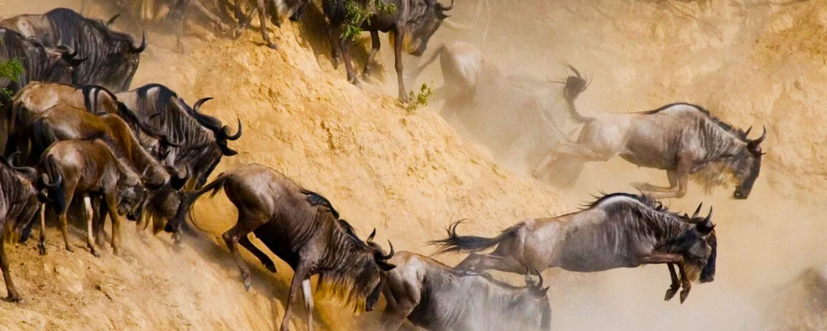 Can I Combine the Great Migration Safari with a Gorilla Trekking or Other Wildlife Tours?