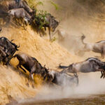 Can I Combine the Great Migration Safari with a Gorilla Trekking or Other Wildlife Tours?